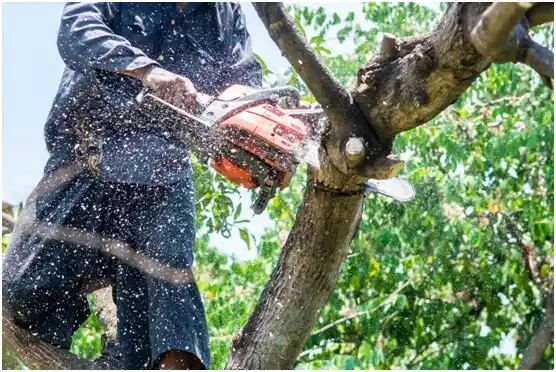 tree services Amalga